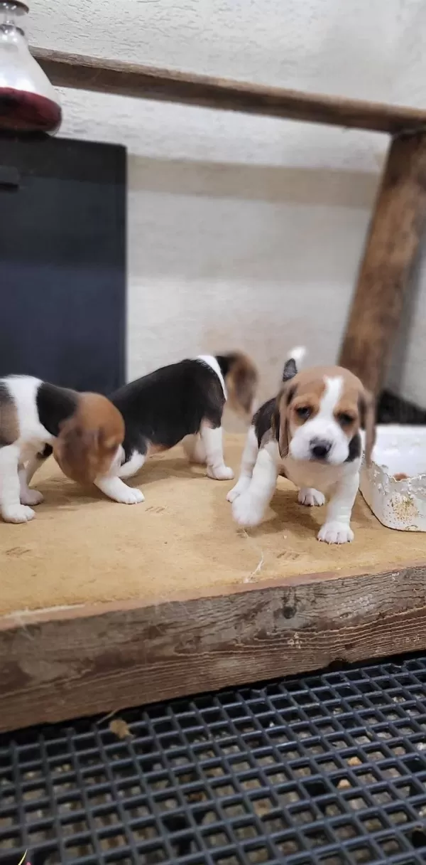 Safkan Irk Garantili Beagle Yavrular