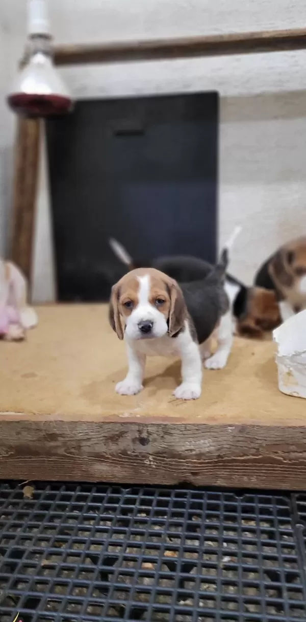 Safkan Irk Garantili Beagle Yavrular