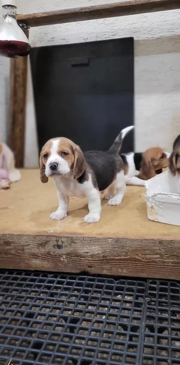Safkan Irk Garantili Beagle Yavrular