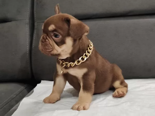 New Shade İsabella Ve Rojo Merle Fransız Bulldog Yavruları