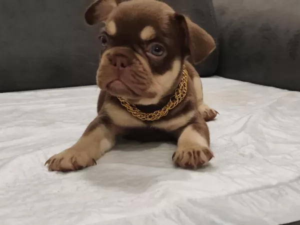 New Shade İsabella Ve Rojo Merle Fransız Bulldog Yavruları