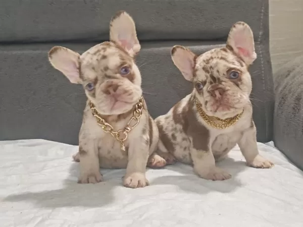 New Shade İsabella Ve Rojo Merle Fransız Bulldog Yavruları
