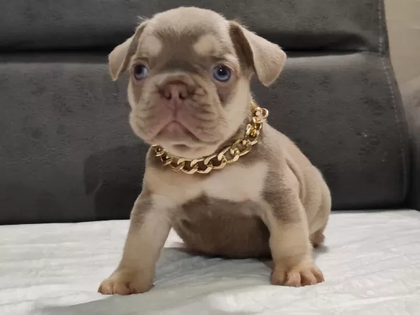 New Shade İsabella Ve Rojo Merle Fransız Bulldog Yavruları