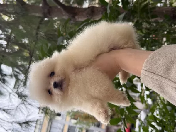 Pomeranian Boo Tam Bi Ayıcık