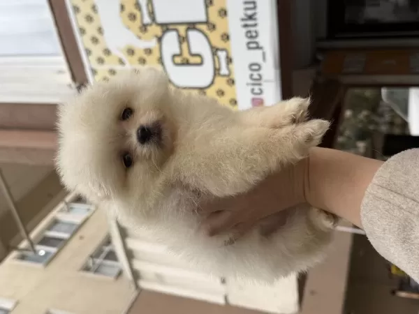 Pomeranian Boo Tam Bi Ayıcık