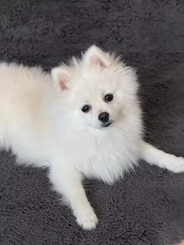 10 Aylık Safkan Kore Pomeranian Boo
