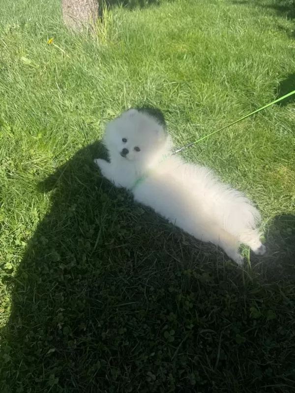 10 Aylık Safkan Kore Pomeranian Boo