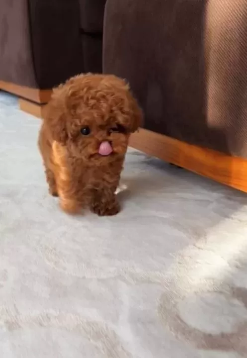 Minyatür Poodle Bebeklerim