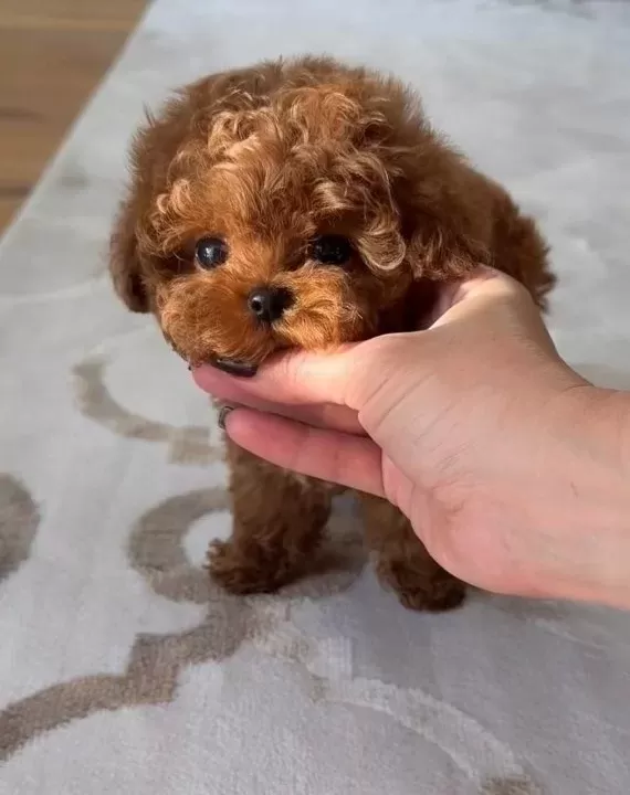 Minyatür Poodle Bebeklerim