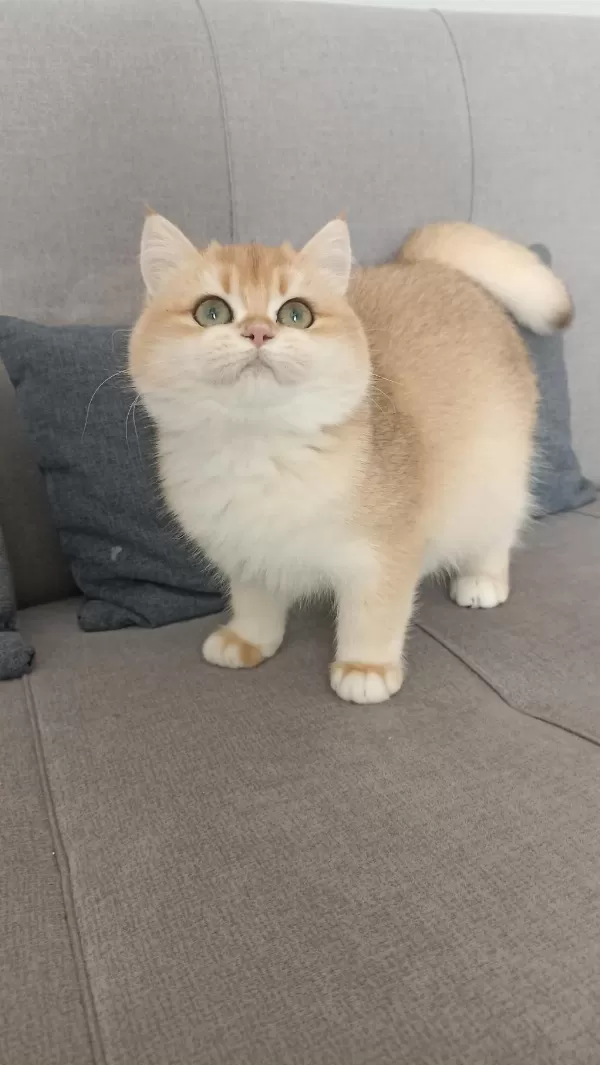 Çok Güzel Golden British Shorthair İki Kızımız