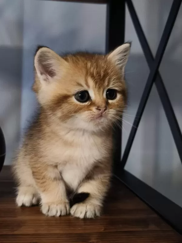 Golden Minik British Shorthair Bebeğim