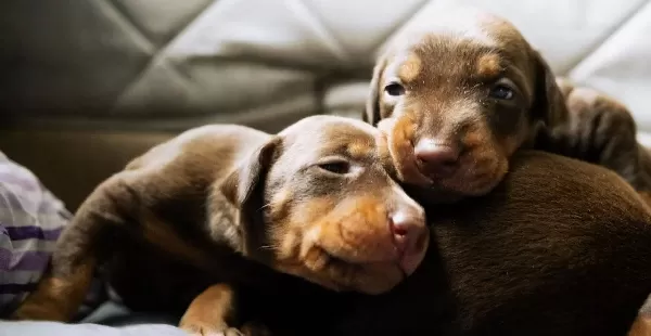 Ki̇ng Doberman Yavrularimiz