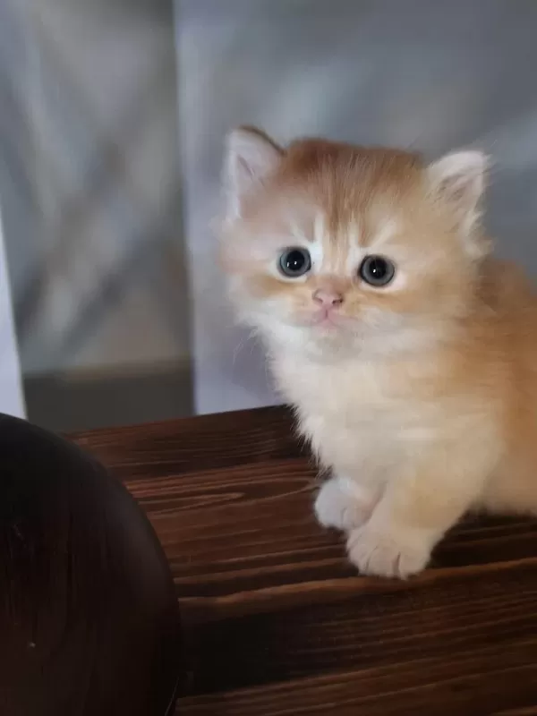Show Kalite Ny12 British Longhair