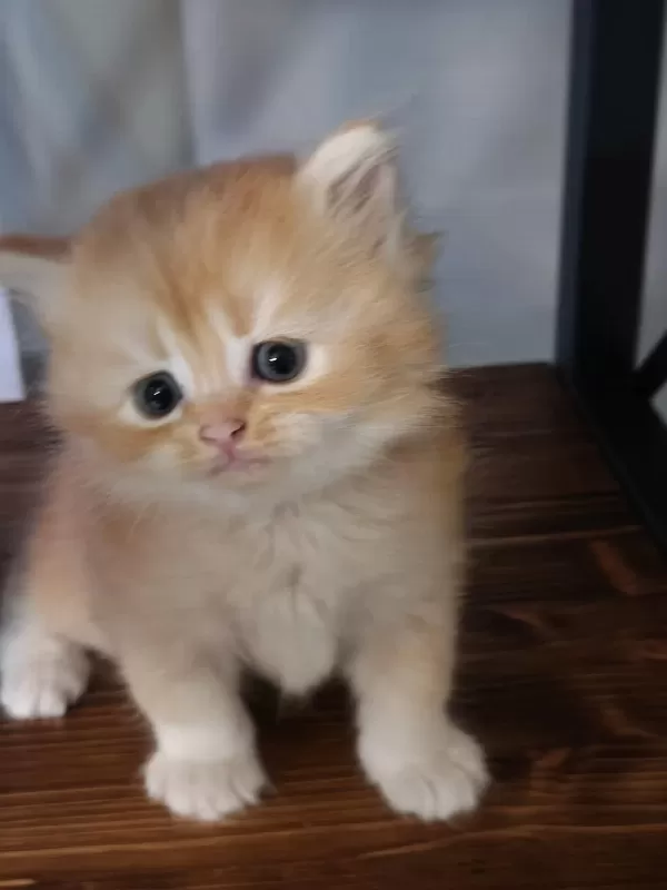 Show Kalite Ny12 British Longhair