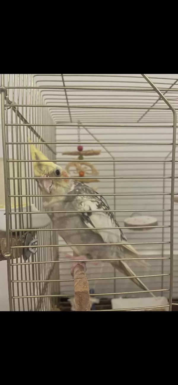 Evcil Erkek Sultan Papağanı
