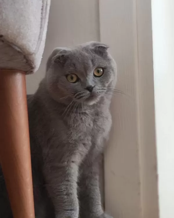 10 Aylık Erkek Scottish Fold