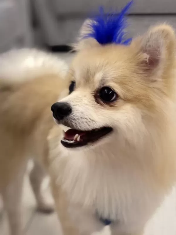 Köpeğimiz Kuki İçin Ömürlük Yuvasini Ariyoruz