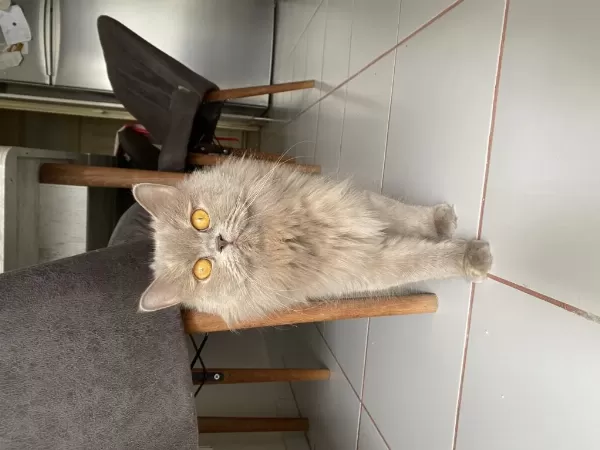 Anne Kedi Ve Yavru Kediler Sahiplendirilecek