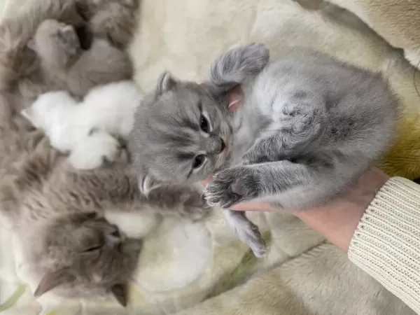 Anne Kedi Ve Yavru Kediler Sahiplendirilecek