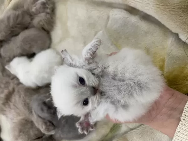 Anne Kedi Ve Yavru Kediler Sahiplendirilecek