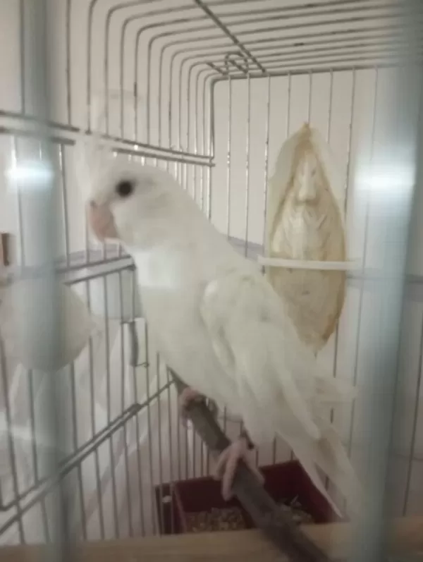 Uygun Sultan Papağani Albino-grey