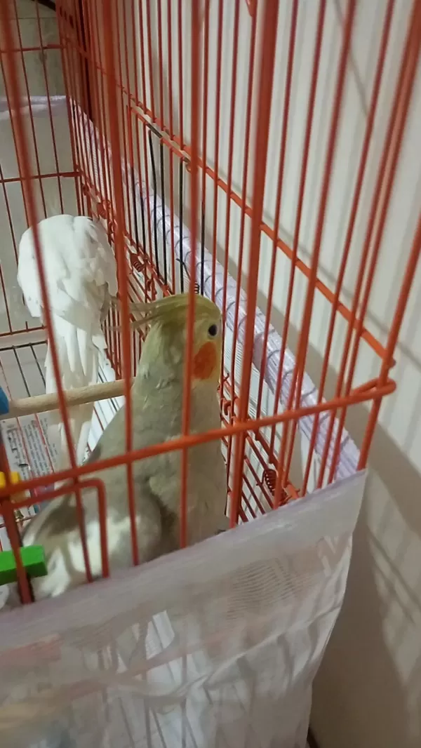 Uygun Sultan Papağani Albino-grey