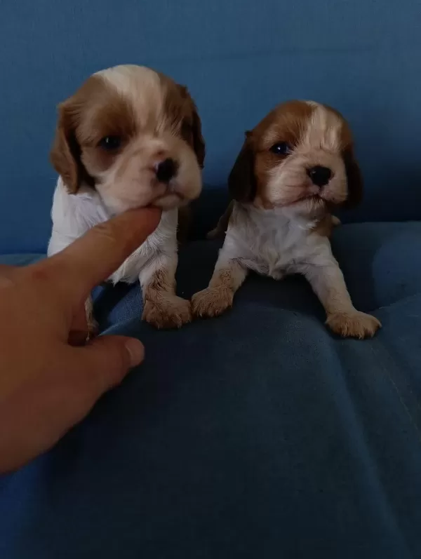 Sağlıklı Cavalier King Charles Yavrular