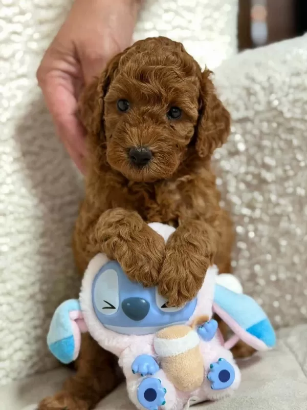Ruhsatli Köpek Çiftliğinden Toy Poodle Yavrularimiz