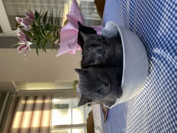 British Shorthair 2 Aylıklar