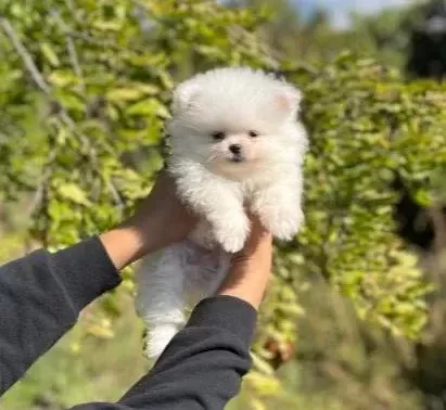 Pomeranian Boo Bebekler