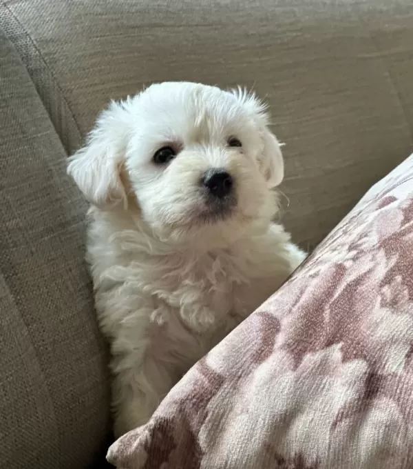 Harika Maltese Bebeklerim