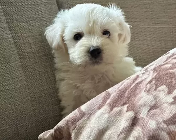 Harika Maltese Bebeklerim