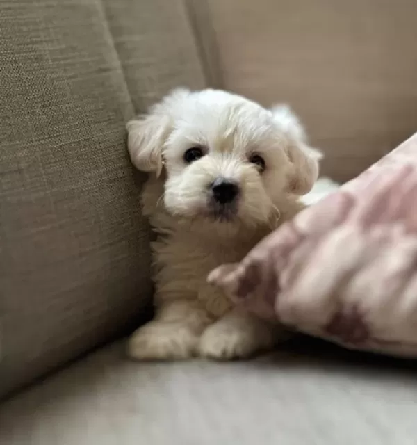 Harika Maltese Bebeklerim