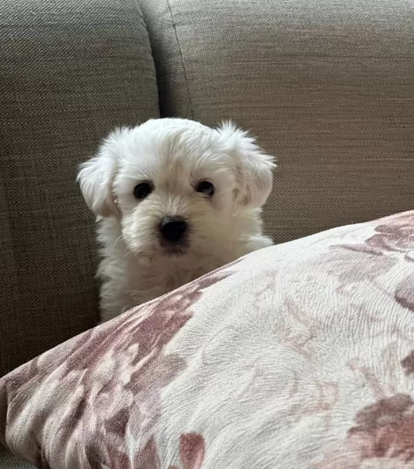 Harika Maltese Bebeklerim