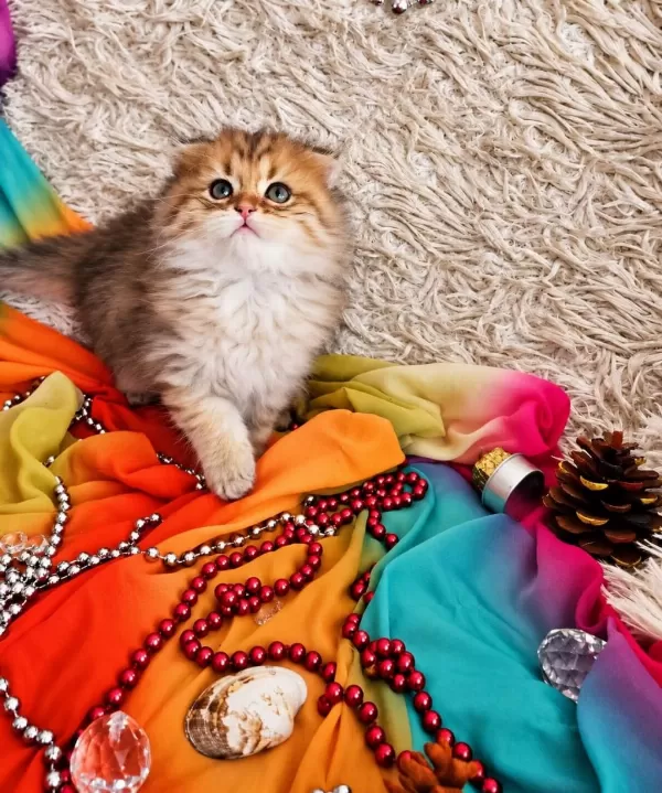 Golden Scottish Fold Pofidik Bebekler