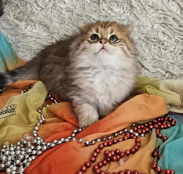 Golden Scottish Fold Pofidik Bebekler