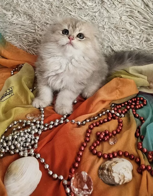 Golden Scottish Fold Pofidik Bebekler