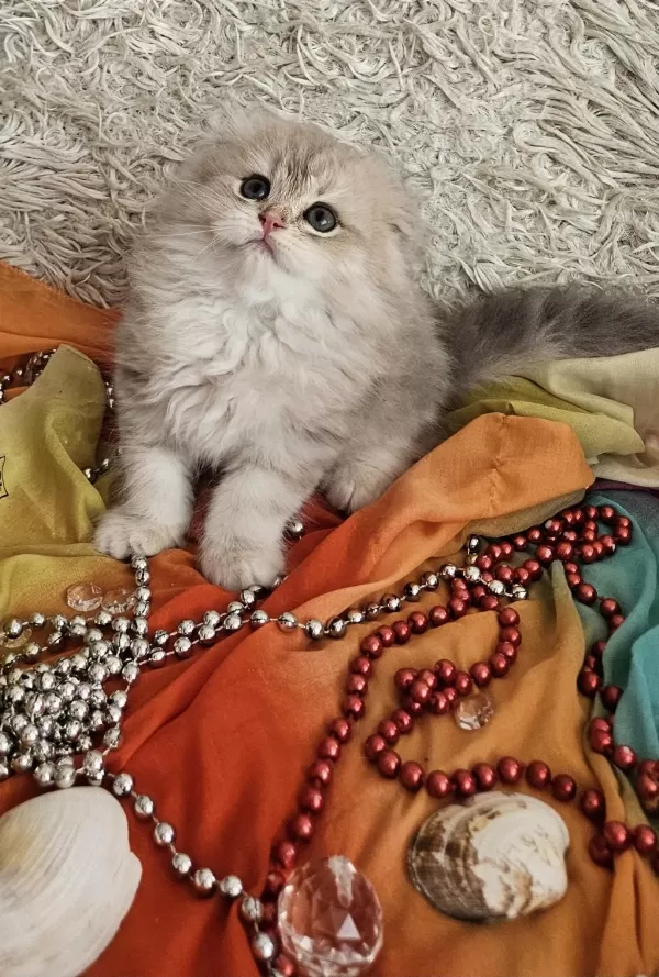 Golden Scottish Fold Pofidik Bebekler