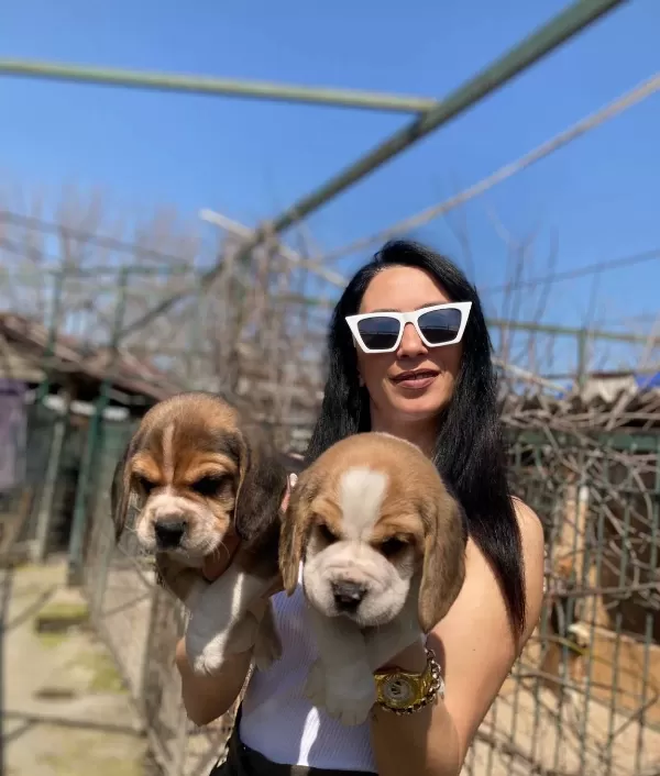 Beagle Yavrularım Sağlık Ve Irk Garantilidir