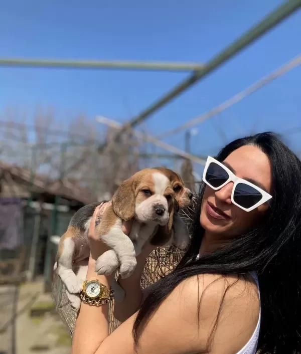 Beagle Yavrularım Sağlık Ve Irk Garantilidir