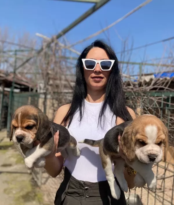 Beagle Yavrularım Sağlık Ve Irk Garantilidir