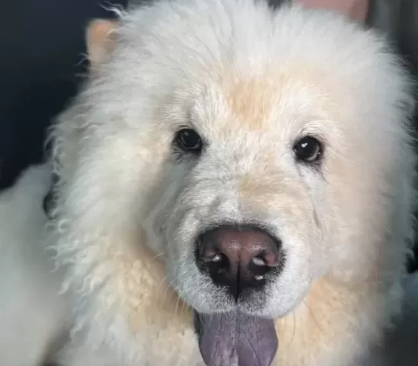6 Aylık Chow Chow Tüm Aşıları Tamdır