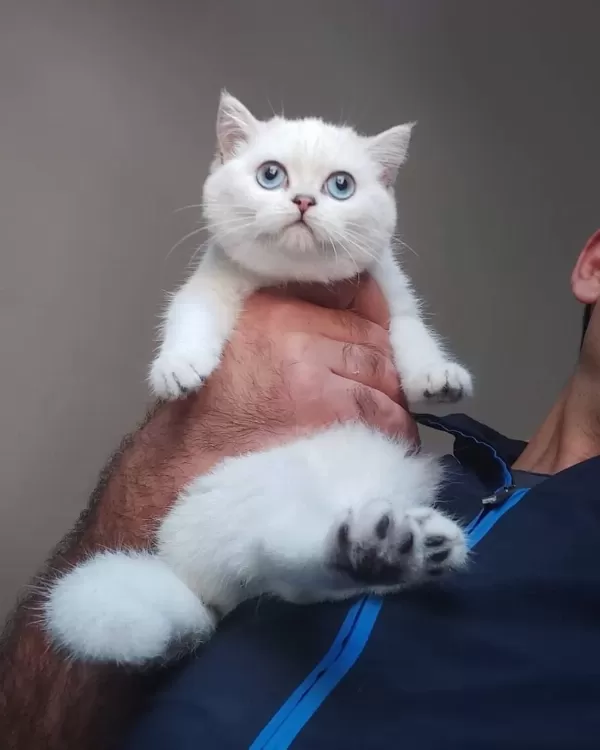 British Shorthair Yavrulari