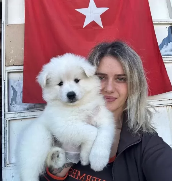 Samoyed Yavrular