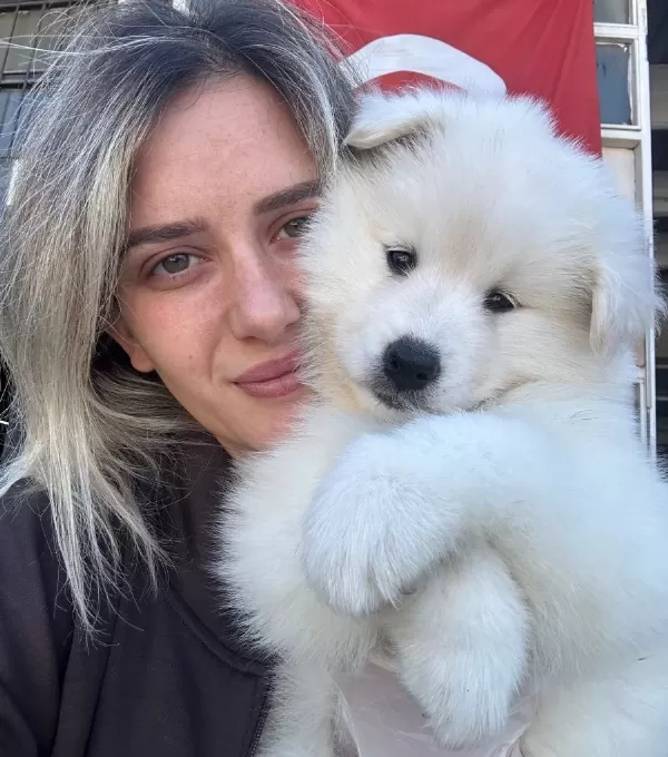Samoyed Yavrular