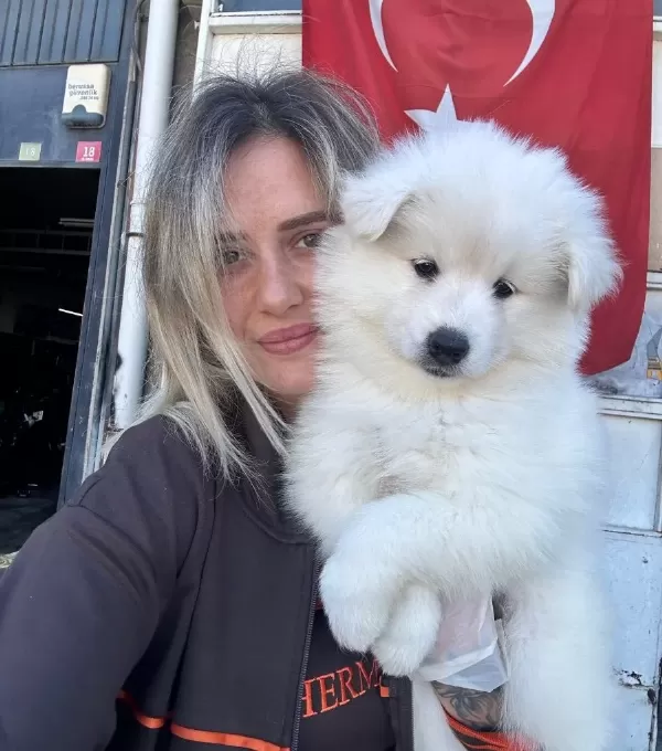 Samoyed Yavrular