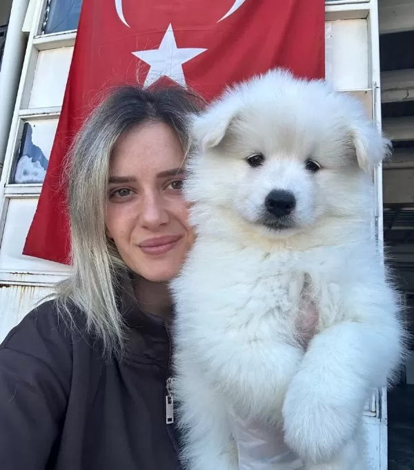 Samoyed Yavrular