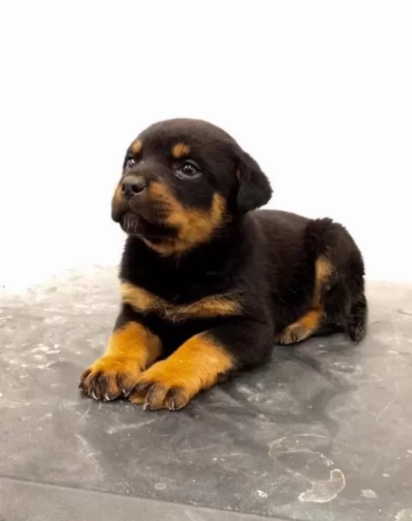 Sağlık Be İrk Garantili A Scr Rottweiler Yavrularımız