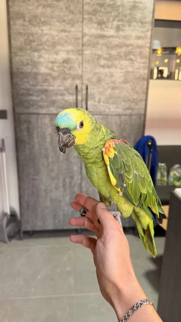 Ele Alışkın Uysal Amazon Papağanı Rio