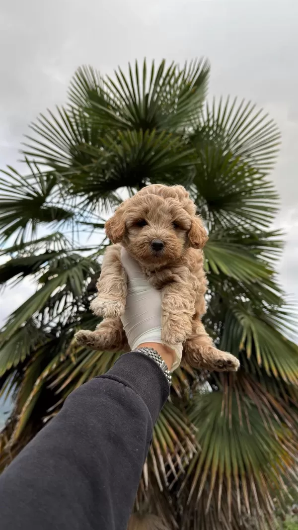 Poodle Ayarında Maltipoo